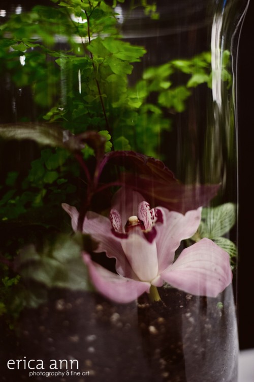 Terrarium with orchid