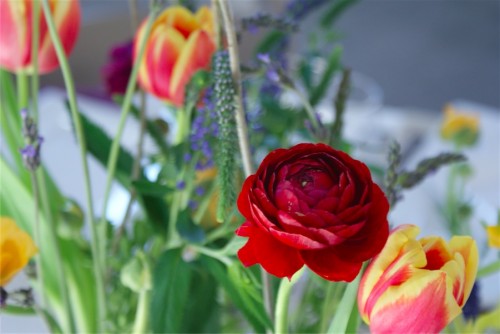 red ranunculus