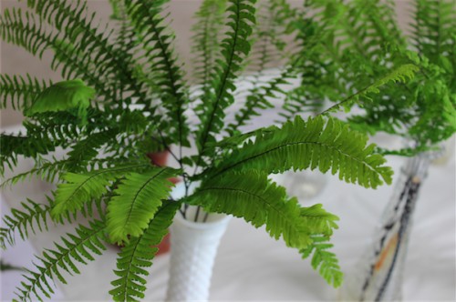 umbrella fern