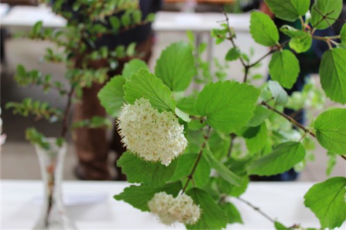 viburnum