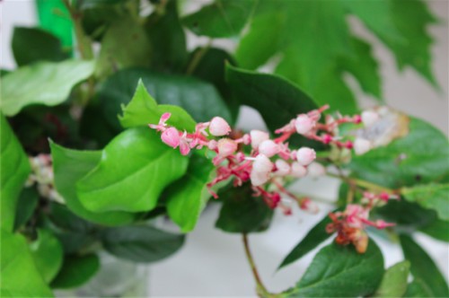 salal