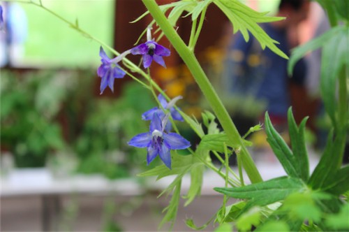 delphinium