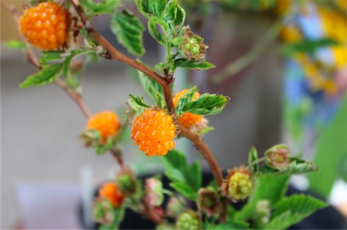 salmonberry