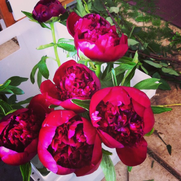 peonies red charm