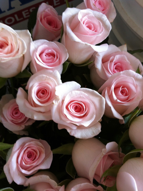 blush roses