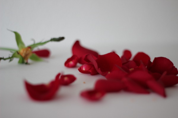 red rose petals