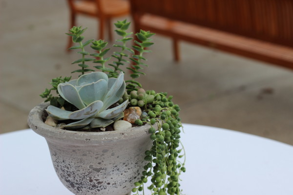 potted succulent arrangement by anastasia floral design